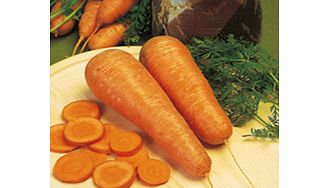 carrot Seeds - Autumn King 2