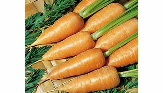 carrot Seeds - Chantenay Red Cored Royal 2 -