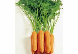carrot Seeds - Eskimo F1