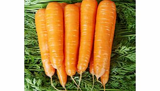 carrot Seeds - Match F1