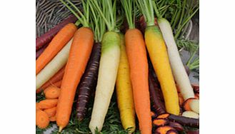 carrot Seeds - Rainbow F1