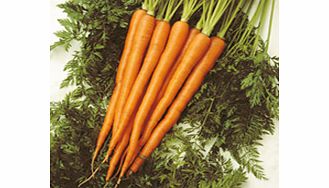 carrot Sugarsnax 54 F1 Seeds