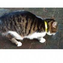 ac Reflective Cat Collar Yellow Single