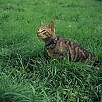 Cat Grass Seeds 414917.htm