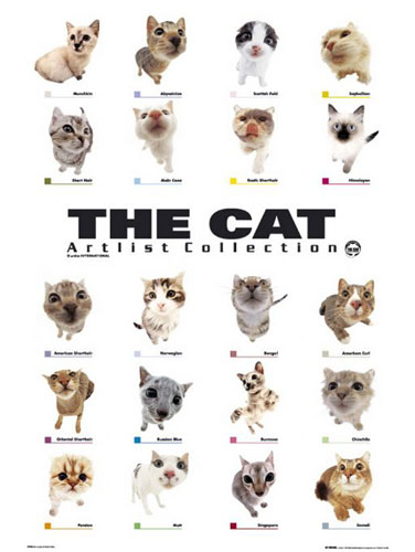 The Cat Collection Maxi Poster GN0179