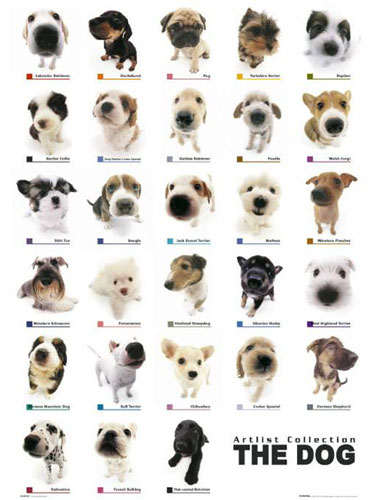 The Dog Collection Maxi Poster GN0123