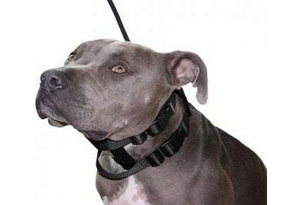 Cesars Way The Illusion Dog Collar amp; Leash Set (Next Generation) (MEDIUM BLACK)