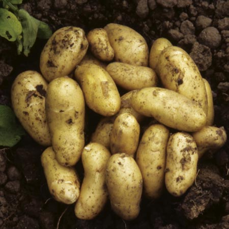 Charlotte Potatoes (Mid Season) 1 kg