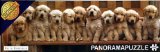 Cheatwell Games Panorama Puzzle Golden Retrievers