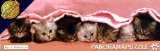 Cheatwell Games Panorama Puzzle Kittens Under Blanket