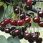 Cherry Crown Morello 479525.htm