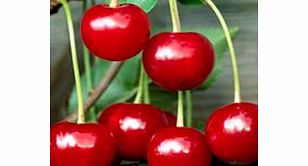 Cherry Tree - Crown Morello