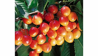 Cherry Tree - Napoleon Bigarreau