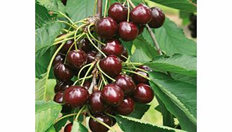 Cherry Tree - Regina