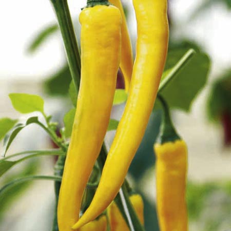 chilli pepper Grafted Sunflame F1 Plants Pack of