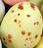 Speckled Eggs