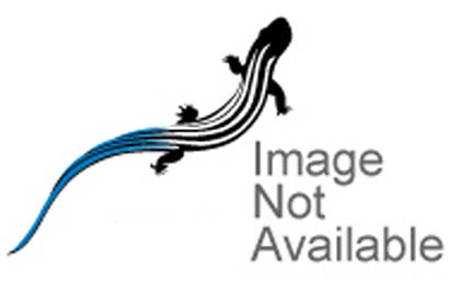 Cinelli Cane Creek 10-series Is52 Bottom Headset