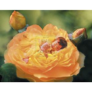 V TS Bed Of Roses 1000 Piece Puzzle
