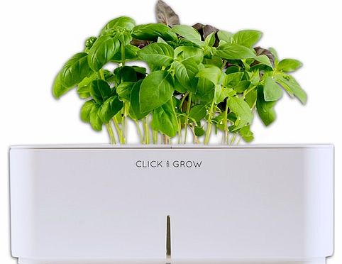 Click and Grow Basil