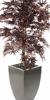 Closer To Nature 5ft 6-inch Italian Maple Tree