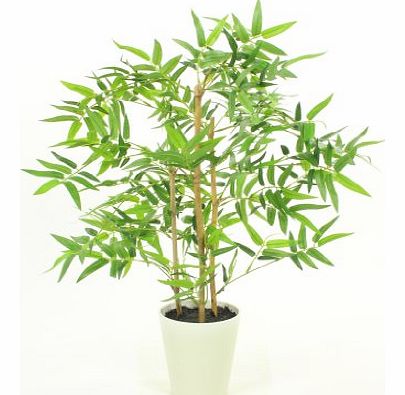 Large Bamboo Plants - Wholesale Indoor & Outdoor Decor