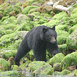 Bear Watching in Tofino - Adult