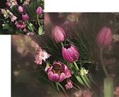 cokin A71 Incolor 2 Cs/Wa Fltr