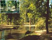 cokin Z-PRO Warm 81EF Z037