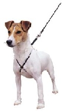 Company of Animals Dog Harness - Lupi