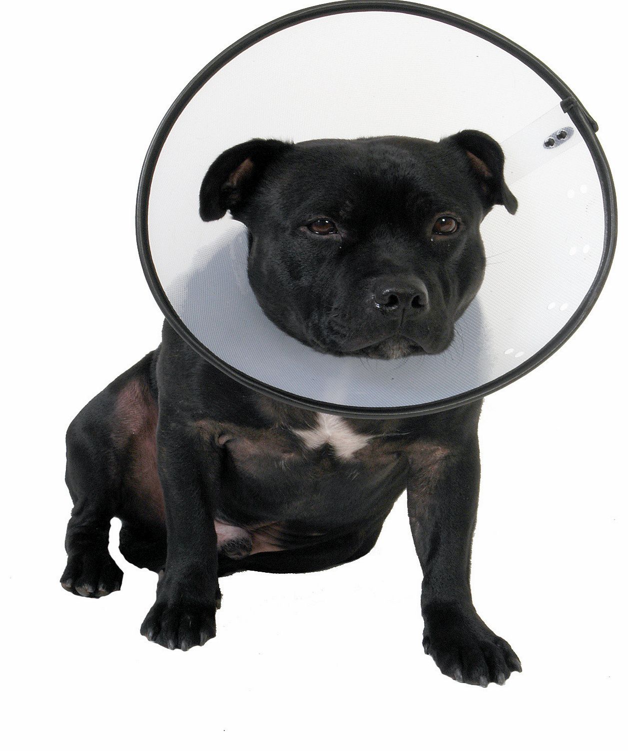 Company Of Animals Smart Collar Size 4