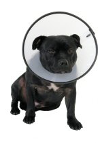 Company of Animals Smart Dog Collar (Elizabethan Style)