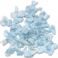 Blue hydrangea petals in acetate box