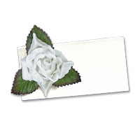 Confetti large pale ivory open roses