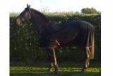 Confidence Equestrian 280g Horse Fleece Cooler Blanket - Black 7ft