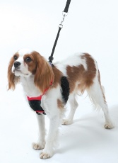 Cosequin Company of Animals Non Pull Harness