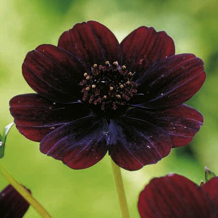 Cosmos Chocolate Pack of 3 bare root plants