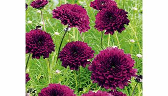 COSMOS Double Cranberries Plants