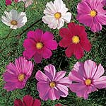 Cosmos Early Flowering Sensation Mixed Seeds