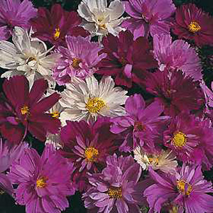 cosmos Psyche Mixed Seeds
