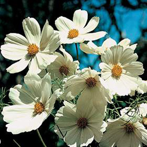 cosmos Purity Seeds