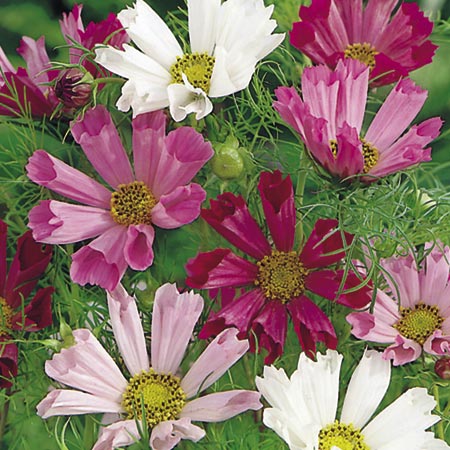 COSMOS Sea Shell Mixed Plants Pack of 20