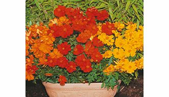 COSMOS Seeds - Cosmic Mixed