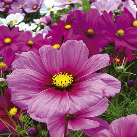 Cosmos Sonata Mixed Plants Pack of 20 Easiplants