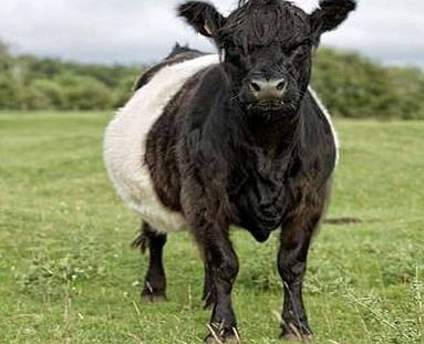 Cow Greetings Card with Sound 4199P