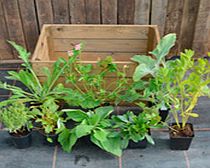 Crate Collection - Cottage Garden Plants 2-Slat