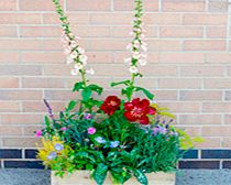 Crate Collection - Perennial Plant Mix 2-Slat