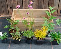 Crate Collection - Scented Plant Mix 2-Slat Crate