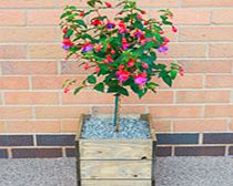 Crate Kit - Fuchsia Standard Plant Square Crate