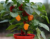 Crate Kit - Pepper (Grafted) Traffic Light
