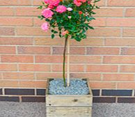 Crate Kit - Rose Mini-Standard Plant Square